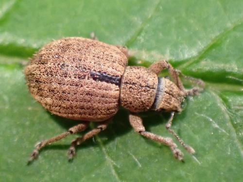Réf. 329 124 : Strophosoma melanogrammum